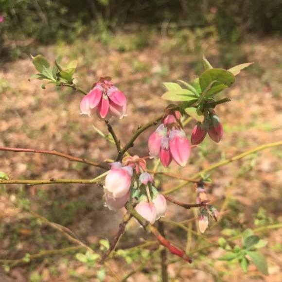 Meet your Posher, Coree - Picture 1 of 1